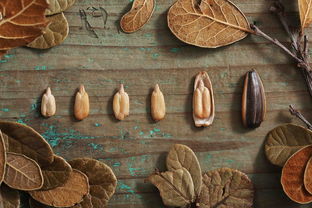 吃货的“硬核”选择 当农产品遇上加拿大OSB板